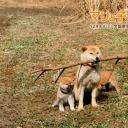 爱犬的奇迹剧照