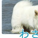 秋田犬蓬夫剧照