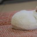 猫侍：玉之丞进军江户剧照