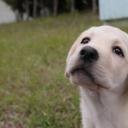 实习警犬物语剧照