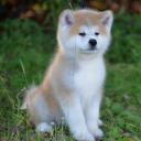 忠犬八公剧照