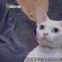 猫咪的狂野一面剧照