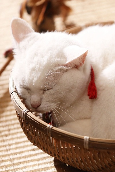 猫侍 第一季的海报-其他海报