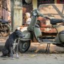 贱民犬剧照