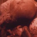 7/64: Leda mit dem Schwan剧照