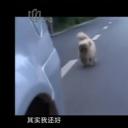 流浪狗小黄的故事剧照