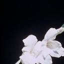 关于一朵花的歌剧照