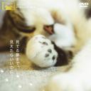 猫咪物语4