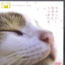 猫咪物语2