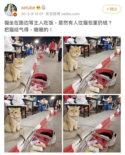 小猫咪摆臭脸的图片-火速翻出记录！<br><br>