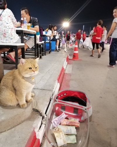 小猫咪摆臭脸的图片-火速翻出记录！<br><br>