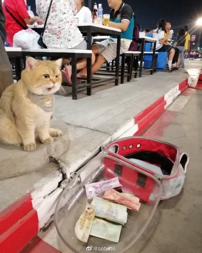 小猫咪摆臭脸的图片-火速翻出记录！<br><br>