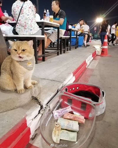 小猫咪摆臭脸的图片-火速翻出记录！<br><br>