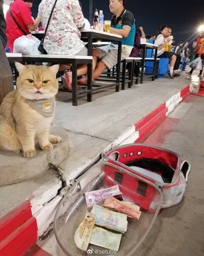 小猫咪摆臭脸的图片-火速翻出记录！<br><br>