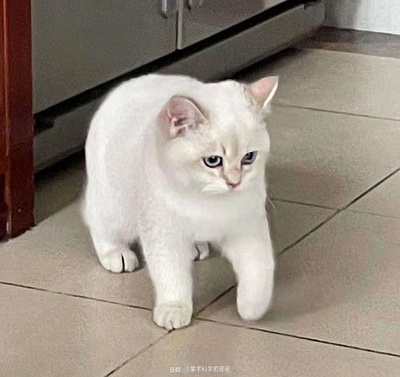 小猫咪摆臭脸的图片-朋友突然实现了养猫自由！<br>她有了一只壮实的崽！<br>真的很壮实！！！