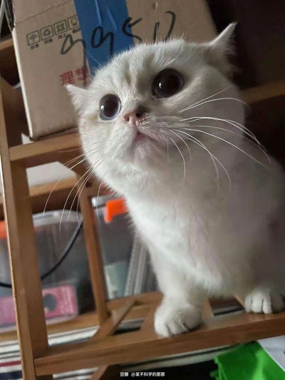 小猫咪摆臭脸的图片-朋友突然实现了养猫自由！<br>她有了一只壮实的崽！<br>真的很壮实！！！