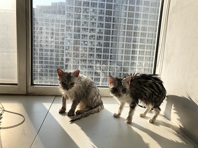 小猫咪摆臭脸的图片-刚洗完澡，看着像邪恶老鼠。