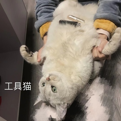 最近一次和宠物吵架的图片-没想到吧！