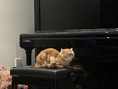 猫咪cosplay大赏的图片-地铁老爷爷看手机.jpg