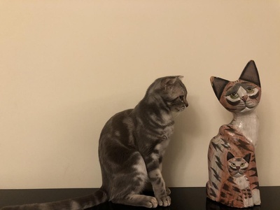 猫咪cosplay大赏的图片-一二三，我们都是木头猫