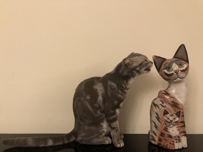 猫咪cosplay大赏的图片-一二三，我们都是木头猫
