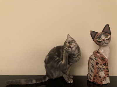 猫咪cosplay大赏的图片-一二三，我们都是木头猫