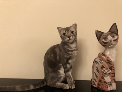 猫咪cosplay大赏的图片-一二三，我们都是木头猫