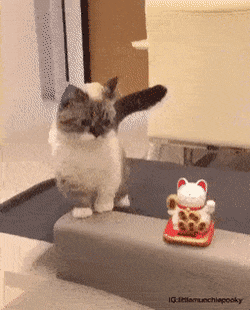 猫咪cosplay大赏的图片-正月初五 招财进宝迎财神