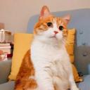 猫咪cosplay大赏