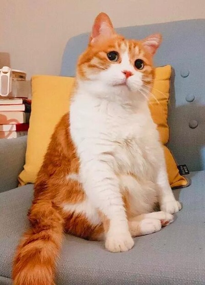 猫咪cosplay大赏的图片-豆瓣三姐妹