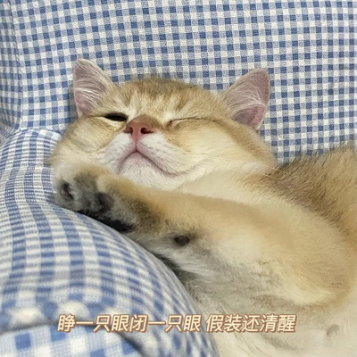 什么时候你怀疑你的猫不是猫，是其他生物的图片-我不光怀疑他是个人 我现在怀疑是我爸本人