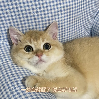 什么时候你怀疑你的猫不是猫，是其他生物的图片-我不光怀疑他是个人 我现在怀疑是我爸本人