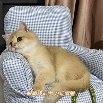 什么时候你怀疑你的猫不是猫，是其他生物的图片-我不光怀疑他是个人 我现在怀疑是我爸本人