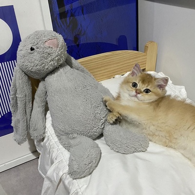 什么时候你怀疑你的猫不是猫，是其他生物的图片-像个人...... “请帮我关下灯 谢谢。”