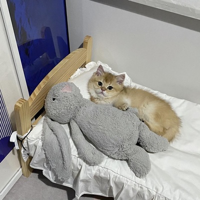 什么时候你怀疑你的猫不是猫，是其他生物的图片-像个人...... “请帮我关下灯 谢谢。”