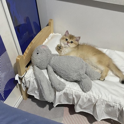 什么时候你怀疑你的猫不是猫，是其他生物的图片-像个人...... “请帮我关下灯 谢谢。”