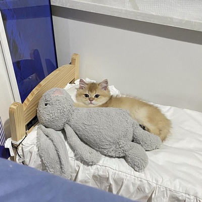 什么时候你怀疑你的猫不是猫，是其他生物的图片-像个人...... “请帮我关下灯 谢谢。”