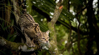 大猫的海报-角色海报