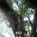 德布西森林