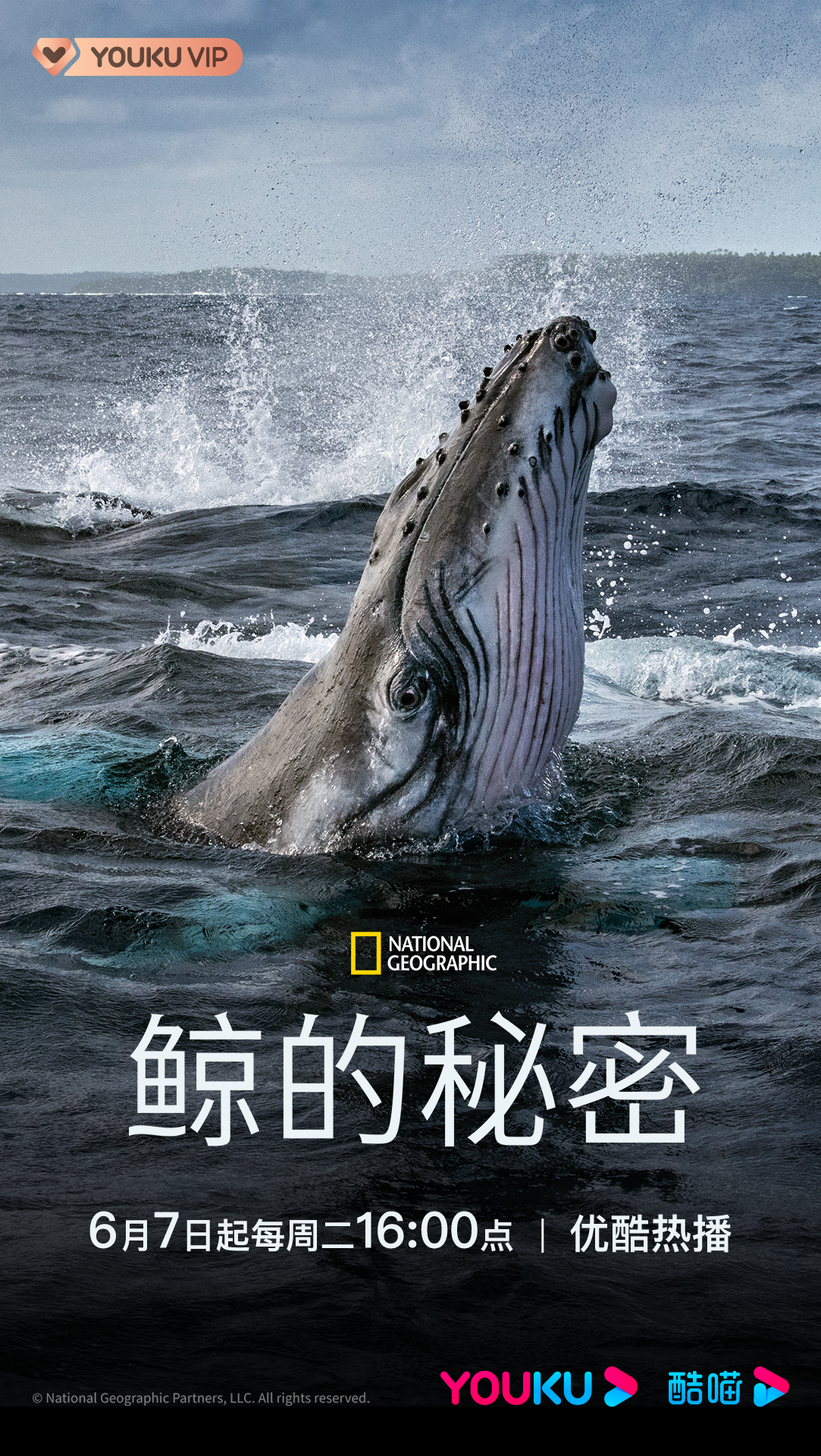 鲸鱼的秘密的海报-正式海报 中国大陆