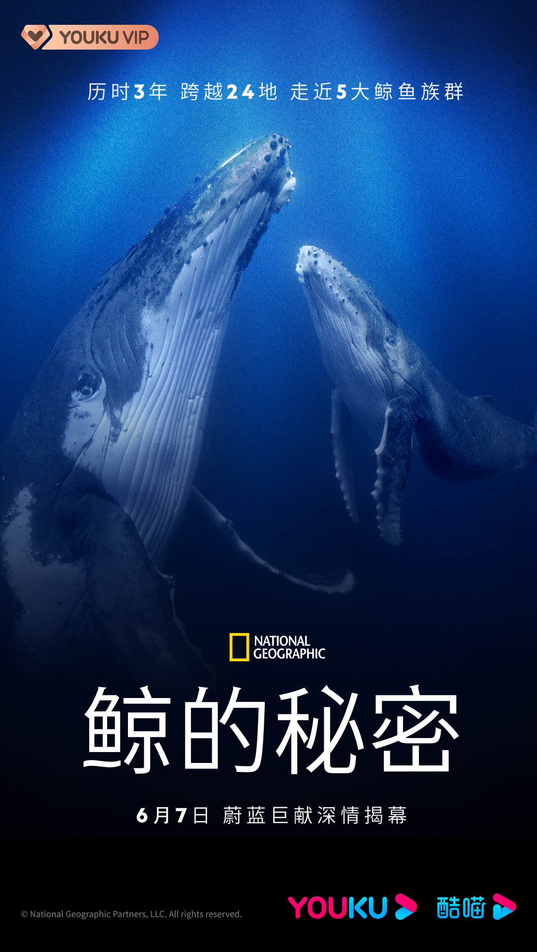 鲸鱼的秘密的海报-正式海报 中国大陆