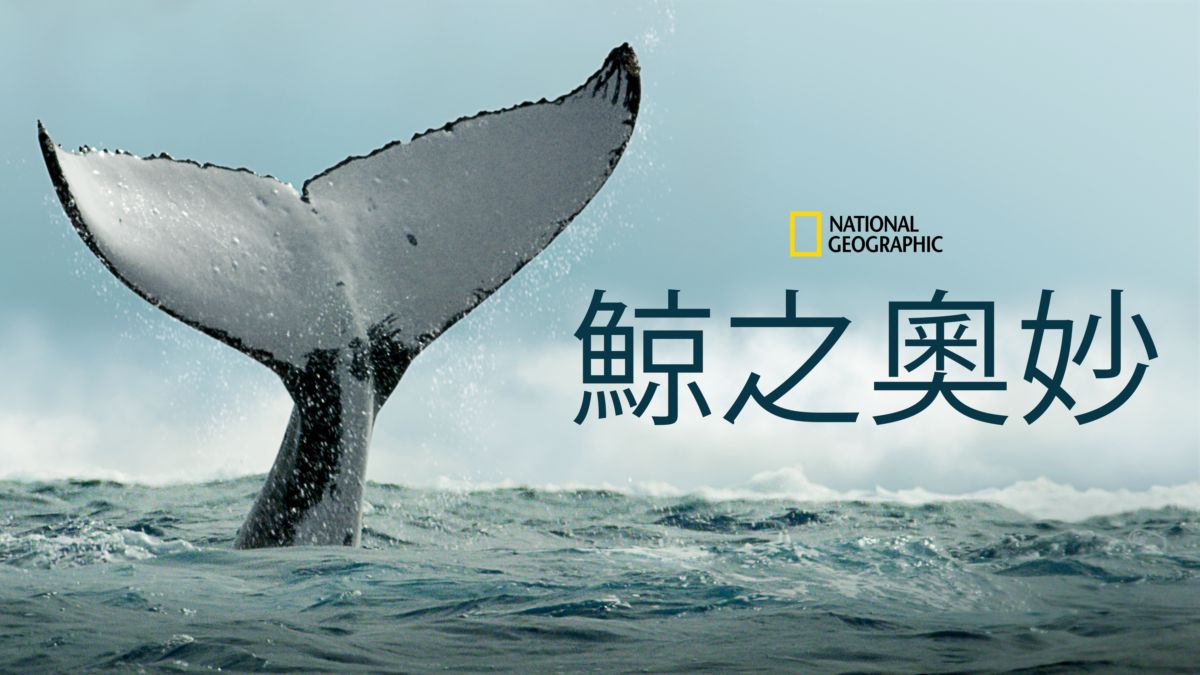 鲸鱼的秘密的海报-正式海报 中国香港