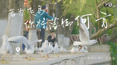 纪实72小时(中国版)的海报-其他海报 中国大陆