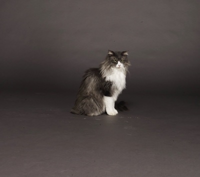 猫是要抱着的的海报-其他海报 日本
