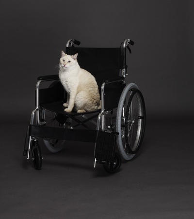 猫是要抱着的的海报-其他海报 日本