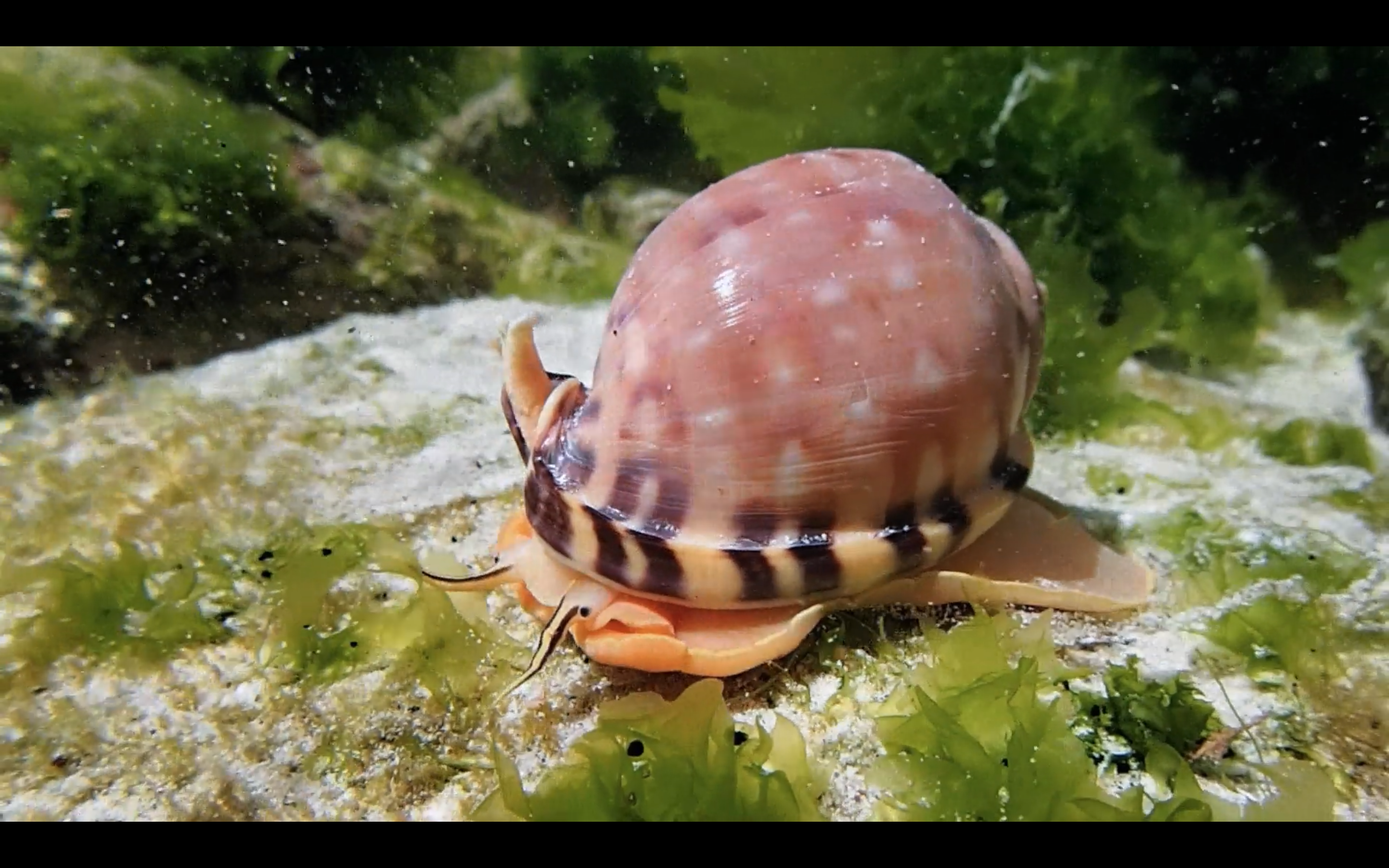 我的章鱼老师剧照的剧照