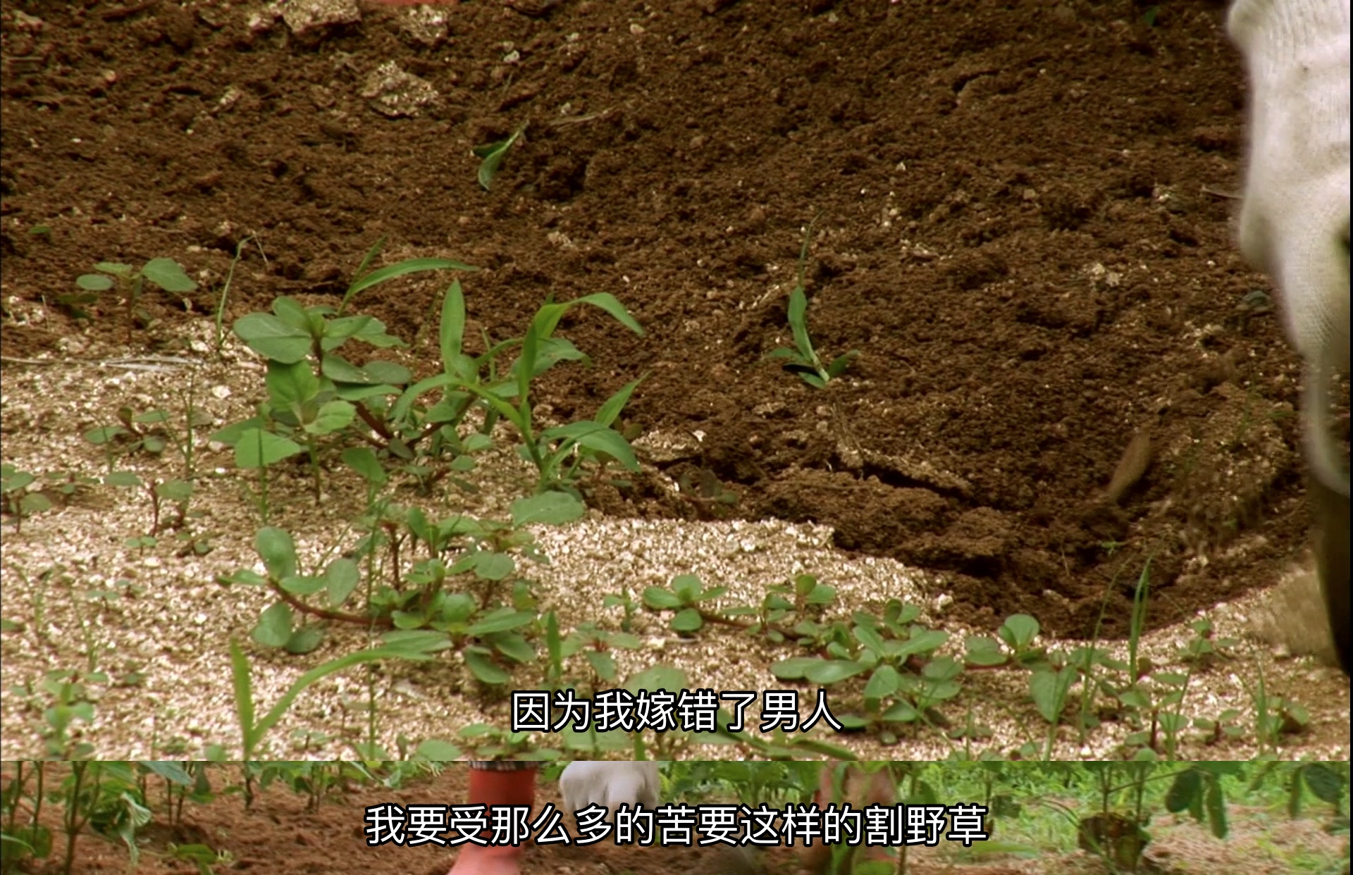 牛铃之声剧照的剧照