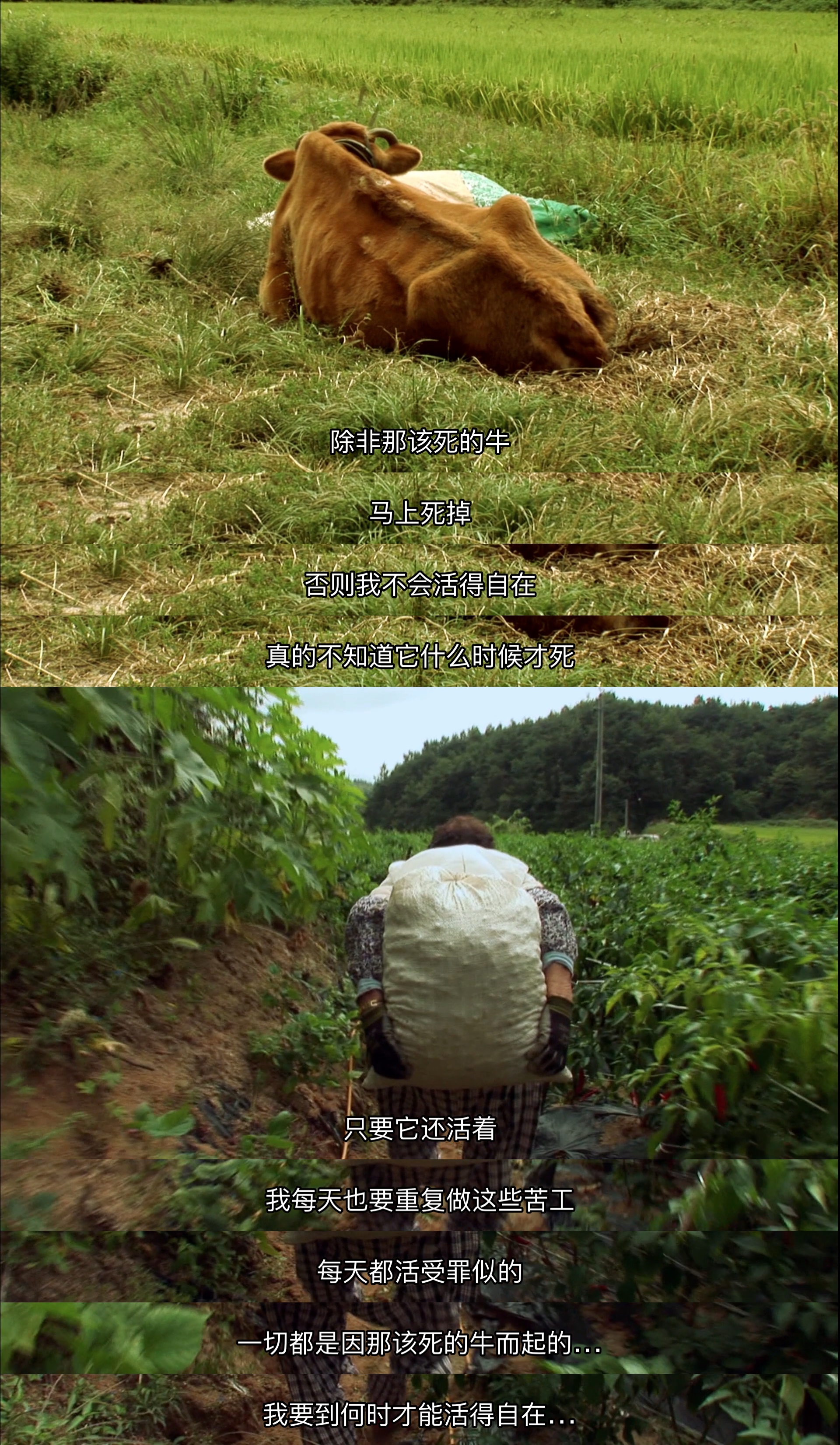 牛铃之声剧照的剧照