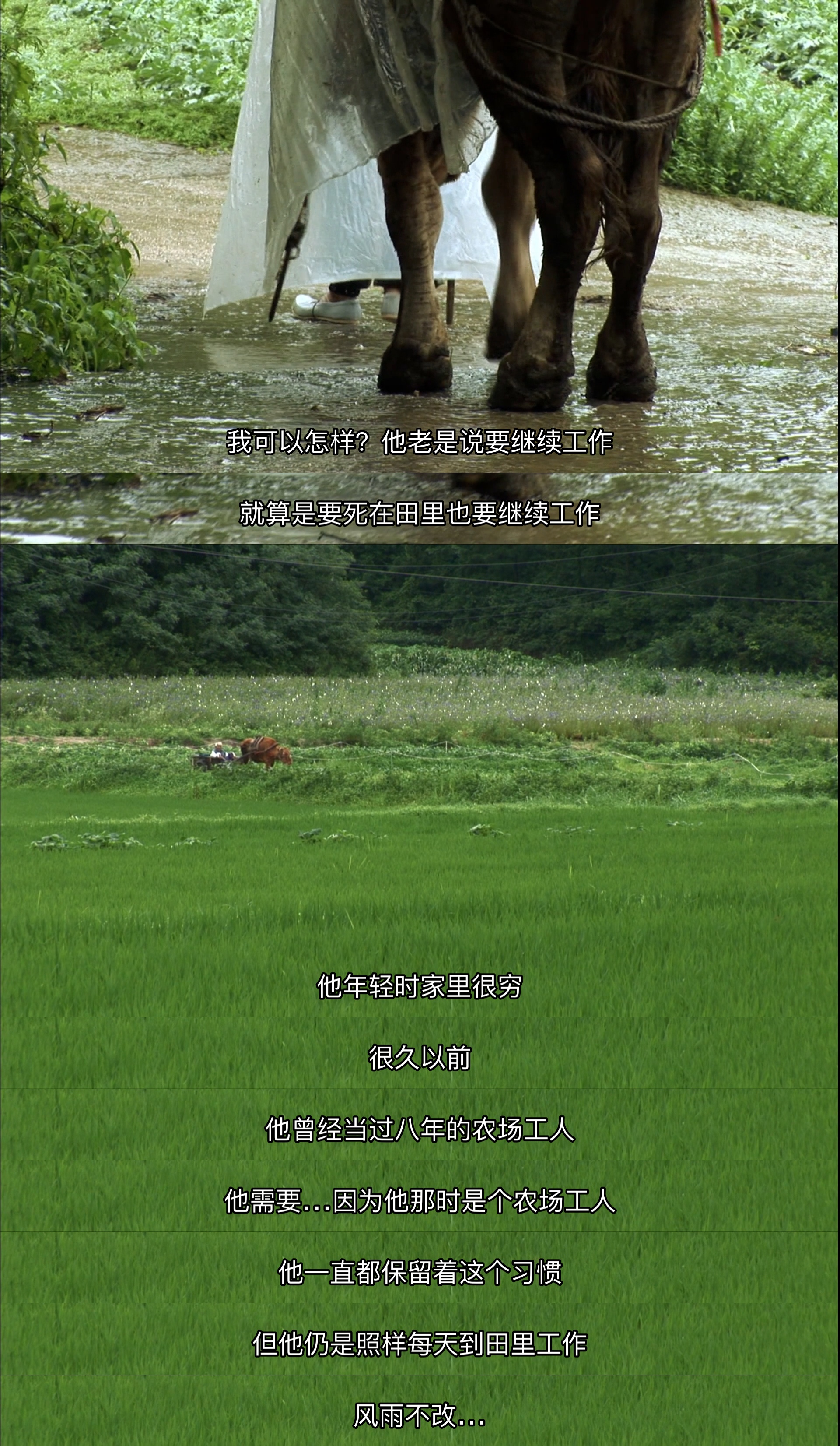 牛铃之声剧照的剧照