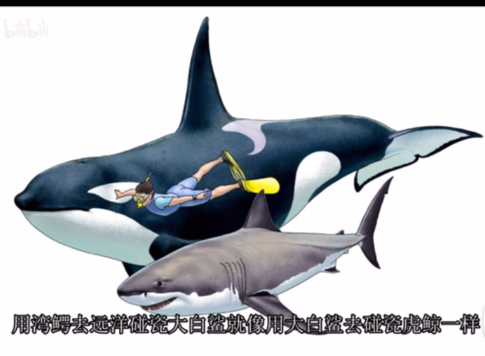 巨鲨大战食人鳄剧照的剧照